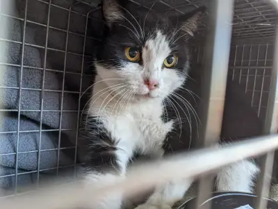 Socks, the beloved ‘Coors Field Cat,’ is missing